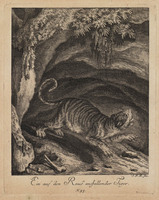 KG 01074
          <br/>
          Entwurf einiger Thiere. Zweyter Theil. (20 bladen)
          <br/>
          <em>Ridinger, Johann Elias (1698-1767)</em>